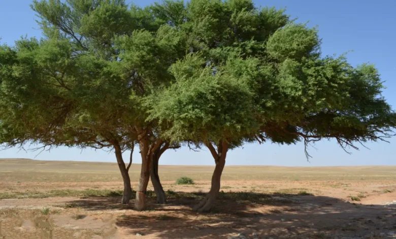 محمية الإمام تركي