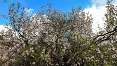 أشجار اللوز