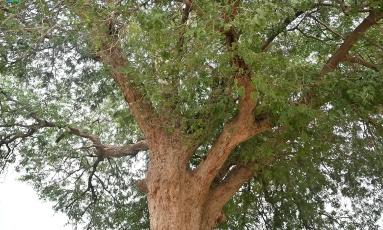 شجرة الجميز في جازان