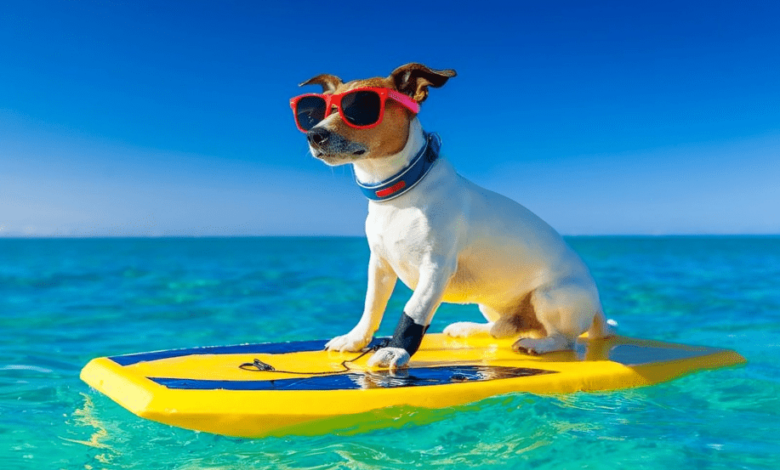 وجهات ساحلية صديقة للحيوانات