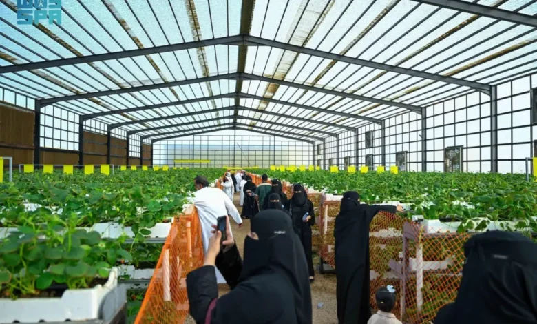 مشروع منتجع الوادي بعسير