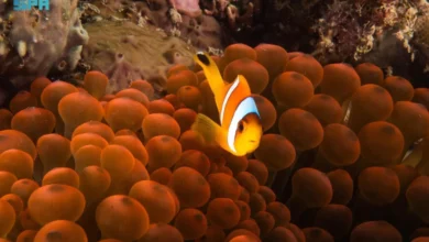 البحر الأحمر