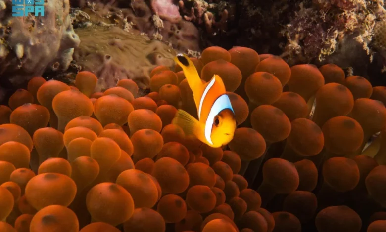 البحر الأحمر