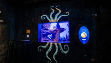 أتلانتس دبي