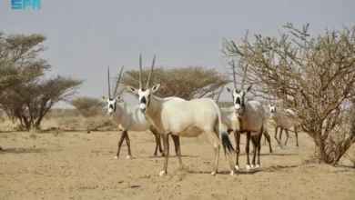 عروق بني معارض