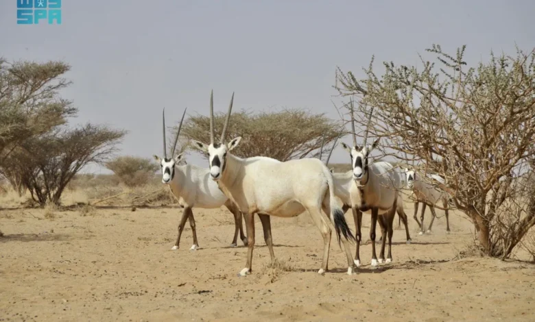 عروق بني معارض