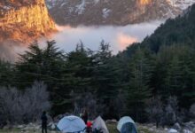 غابة أرز حدث الجبة