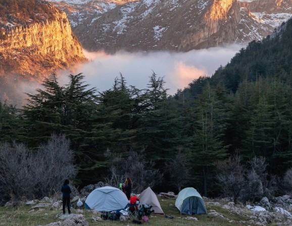 غابة أرز حدث الجبة