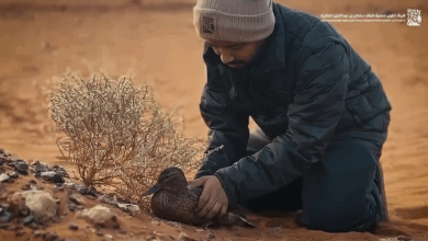 إنقاذ بطة مهاجرة