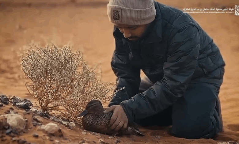 إنقاذ بطة مهاجرة