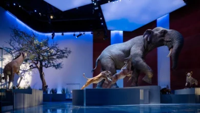 متحف التاريخ الطبيعي أبوظبي