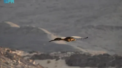 النسر أبيض الذيل أحد الطيور المهاجرة