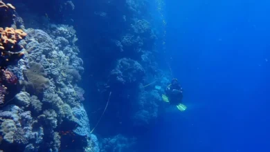 البحر الأحمر