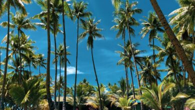 ميكرونيزيا وجهة جاذبة لعشاق الطبيعة