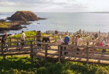 جزيرة فيليب الأسترالية