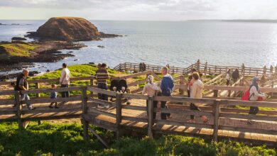 جزيرة فيليب الأسترالية