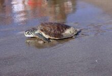 السلاحف على شواطئ فالنسيا