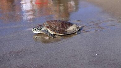 السلاحف على شواطئ فالنسيا