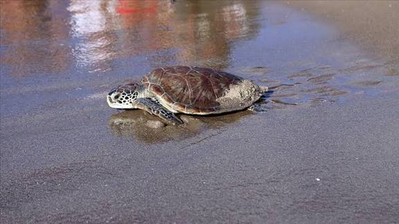 السلاحف على شواطئ فالنسيا