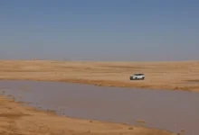 سيول عرعر