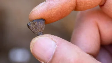 استخدام البشر الأوائل للنار بشكل متعمد