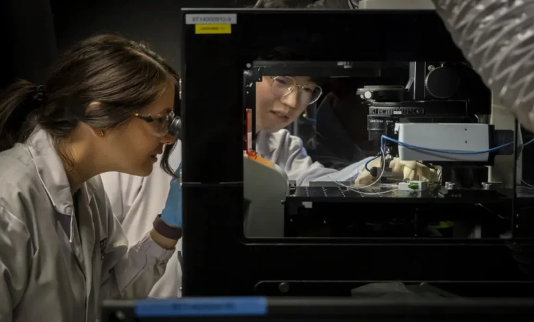 ابتكار قلوب صغيرة مزروعة في المختبر