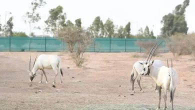 المها العربي