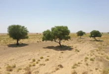 محمية الملك سلمان