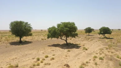 محمية الملك سلمان