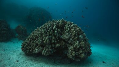 في مرسى علم تتراقص الأسماك الملونة بين شعابٍ مرجانية نادرة