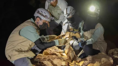 اكتشاف فهود مُحنطة