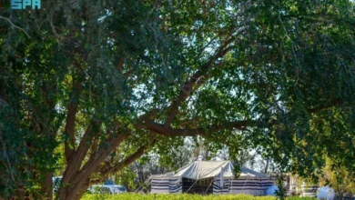 محمية النباتات البرية برفحاء