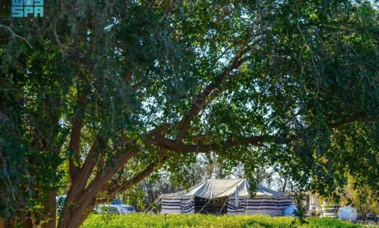 محمية النباتات البرية برفحاء