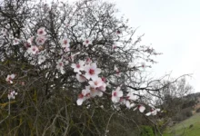 مرتفعات عسير