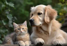 الحيوانات الأليفة