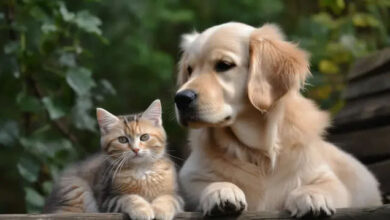 الحيوانات الأليفة