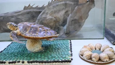 متحف فرسان البحري