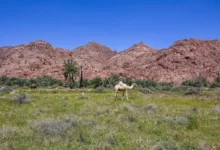 جمال الطبيعة في حائل