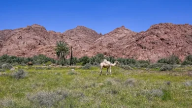 جمال الطبيعة في حائل