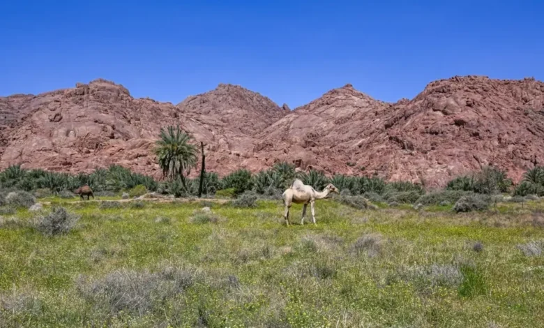 جمال الطبيعة في حائل