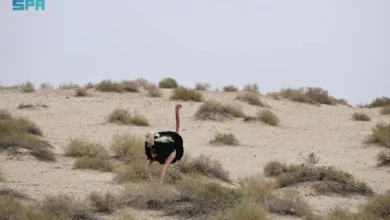 الحياة البرية في الحِجر بالعُلا