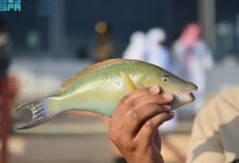 ليالي الحريد 22