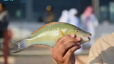 ليالي الحريد 22